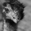 Kevin_Murray