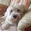 tonydow